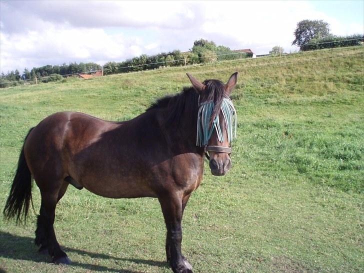 Anden særlig race Lukas *Himmelhest* - Er jeg ikke dejlig;-)  billede 7