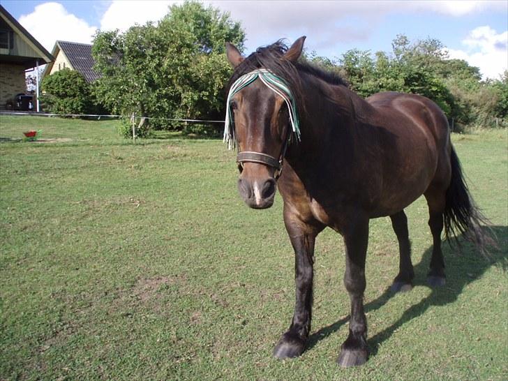 Anden særlig race Lukas *Himmelhest* - Nu kan man se de kønne øjne billede 8