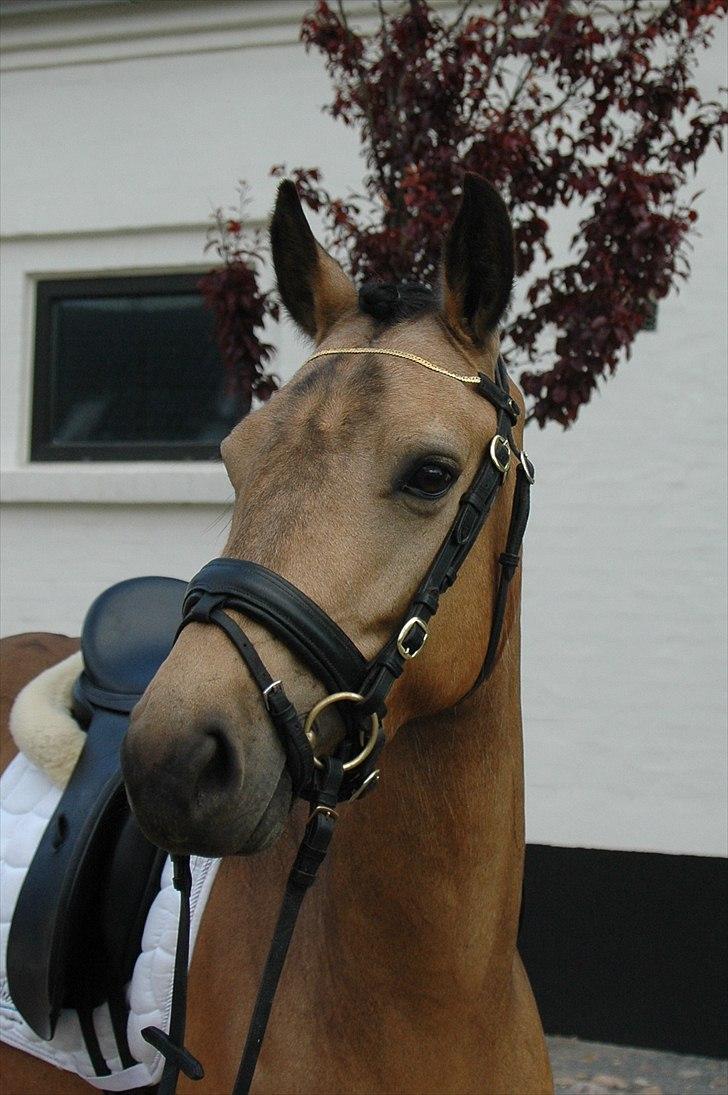 Anden særlig race Assenhøj's Bellezza - Assenhøj´s Bellezza -  d.20 maj 2011 billede 1