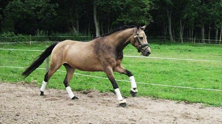 Anden særlig race Assenhøj's Bellezza -  ..første gang med bandager! billede 6