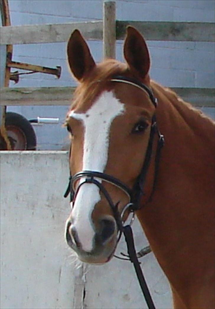 Anden særlig race Flying Shadow  SOLGT billede 9