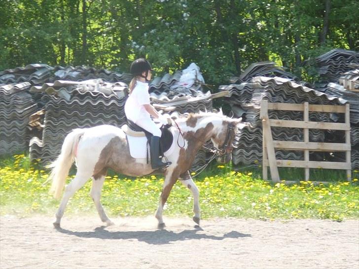 Pinto  Maggie Aflivet *R.I.P* - Skridt trav klubstævne 1. plads billede 10