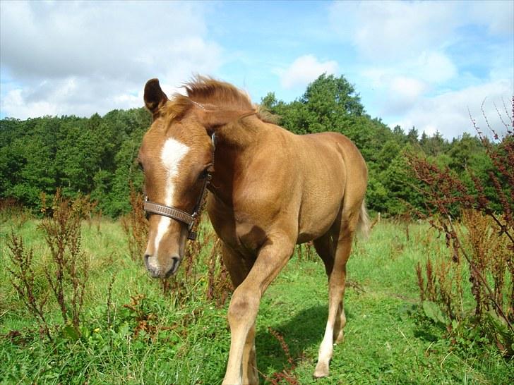 Anden særlig race Farmens Joey billede 8