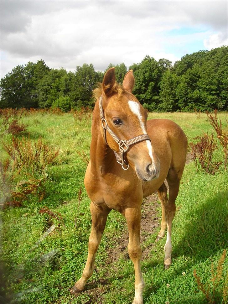 Anden særlig race Farmens Joey billede 9