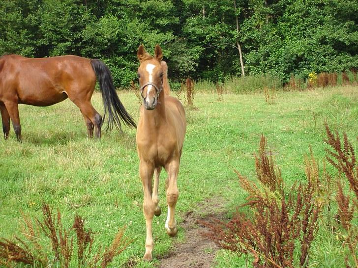 Anden særlig race Farmens Joey billede 10