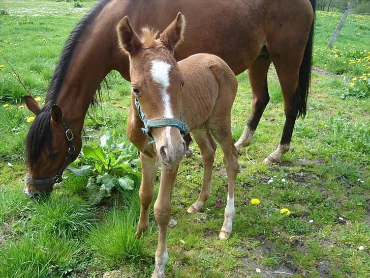 Anden særlig race Farmens Joey billede 11