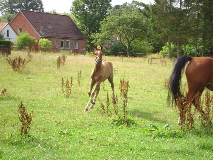 Anden særlig race Farmens Joey billede 13