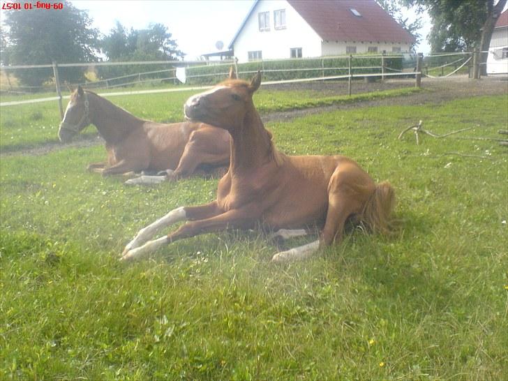 Dansk Varmblod Borregaards Camilo billede 7