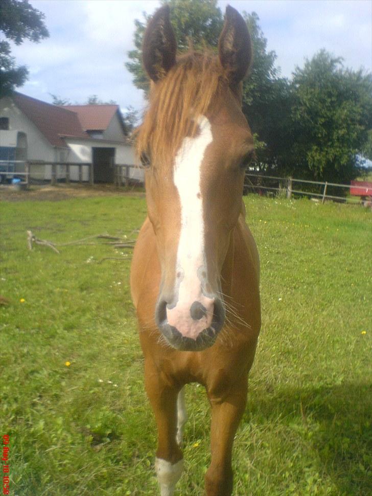 Dansk Varmblod Borregaards Camilo billede 8