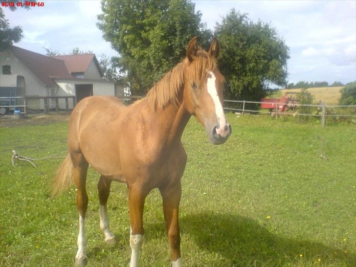 Dansk Varmblod Borregaards Camilo billede 9