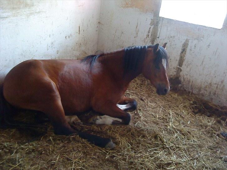 Welsh Pony af Cob-type (sec C) Gribsvads Laquie - nogen gange har man brug for en slapper billede 12
