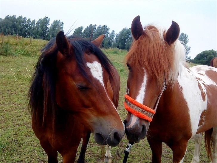 Welsh Pony af Cob-type (sec C) Gribsvads Laquie - Min nye bedste ven BamBino og mig på en dejlig sommerdag billede 13