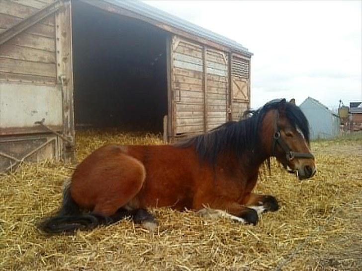 Welsh Pony af Cob-type (sec C) Gribsvads Laquie - I den her vogn er jeg chefen.... billede 14