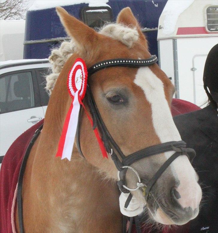 Anden særlig race amanda solgt - amanda  billede 18