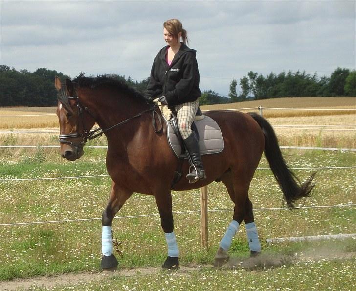 Anden særlig race Sheik  billede 16