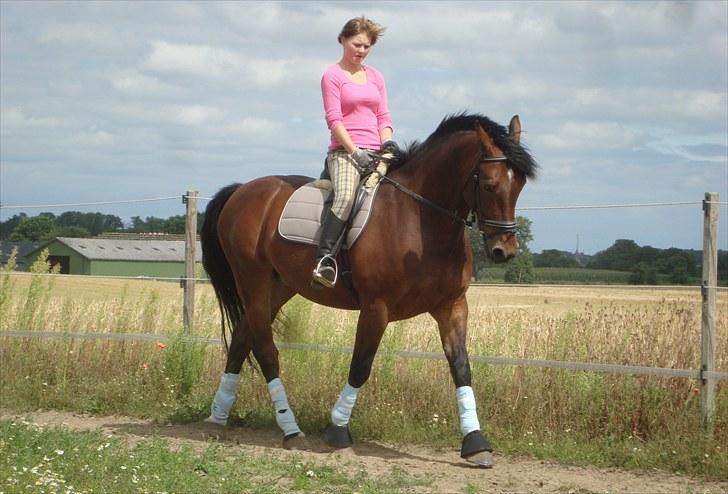 Anden særlig race Sheik  billede 17