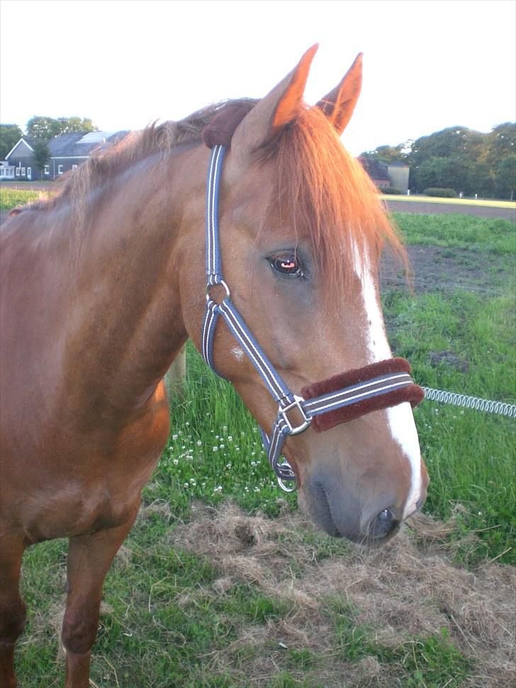 Anden særlig race Spirit .. ( SOLGT ) billede 7