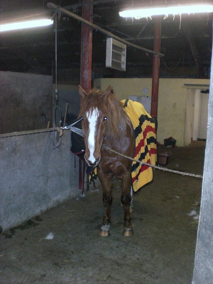 Anden særlig race Spirit .. ( SOLGT ) billede 8