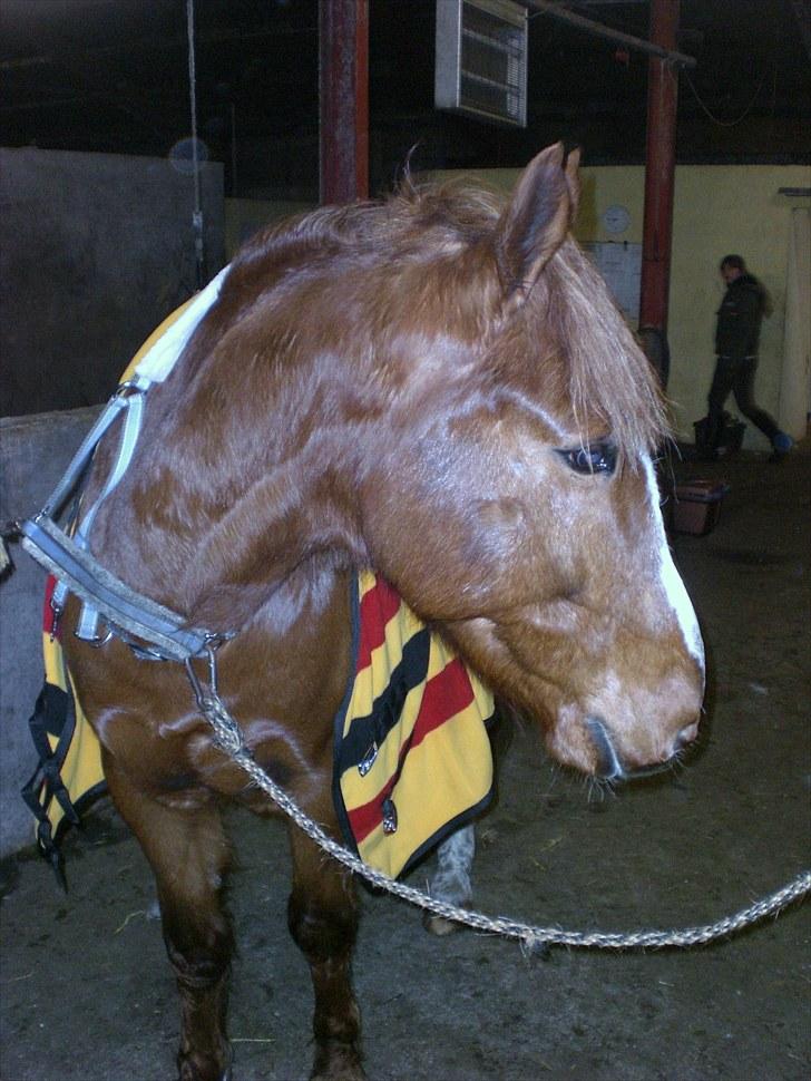 Anden særlig race Spirit .. ( SOLGT ) billede 9