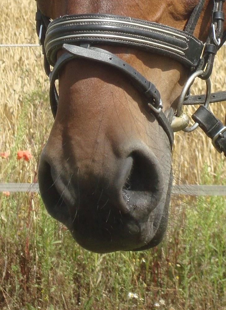 Anden særlig race Sheik  billede 18