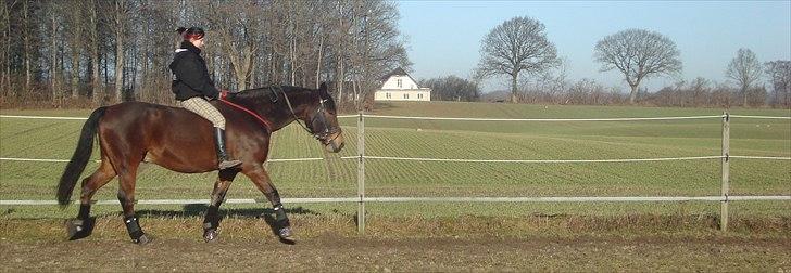 Anden særlig race Sheik  billede 19