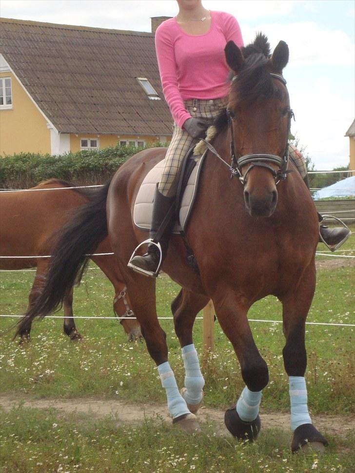 Anden særlig race Sheik  billede 20