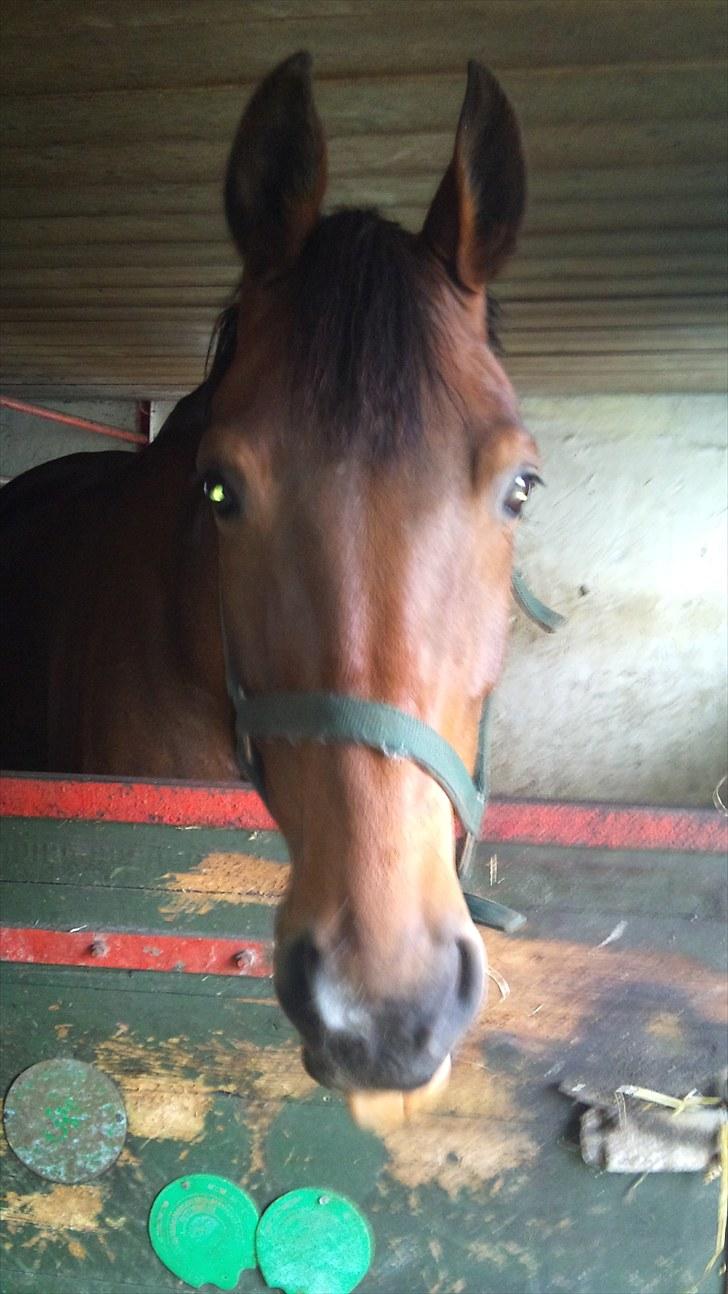 Dansk Varmblod Damgaardens Stundy - Stundy i sin boks :P billede 1