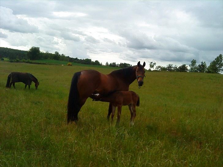 Dansk Varmblod Damgaardens Stundy - Stundy med sit føl år 2009 billede 2