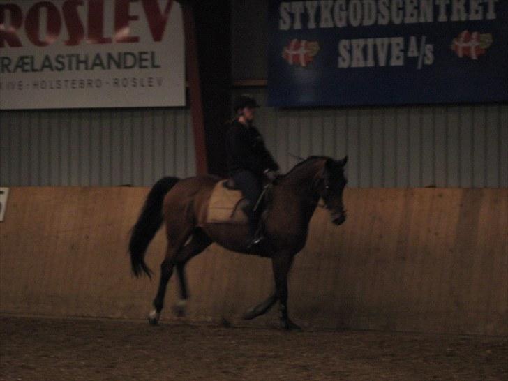 Dansk Varmblod Damgaardens Stundy - Første gang jeg rider på hende billede 4