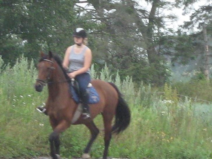 Dansk Varmblod Damgaardens Stundy - Her er hun blevet redet på i 2 uger billede 5