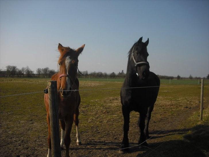 Frieser Amarins - Amarins og rikke der står og hygger sig<3 billede 1