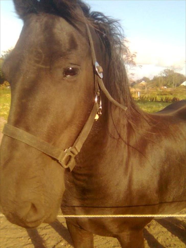 Frieser Amarins - Amarins som står og kigger ud i luften, når jeg tar et billede. billede 2