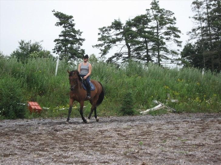 Dansk Varmblod Damgaardens Stundy - Her er hun blevet redet på i 2 uger :D billede 6