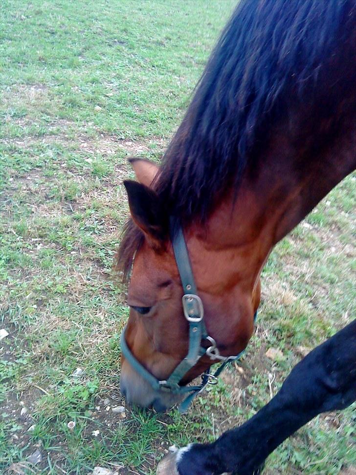 Dansk Varmblod Damgaardens Stundy - Stundy på fold billede 7