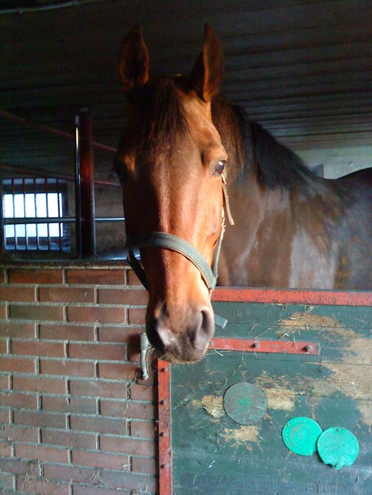 Dansk Varmblod Damgaardens Stundy - Smukke hest :P billede 9
