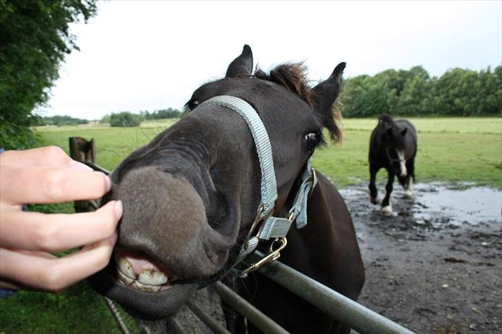 Frieser Markis billede 15