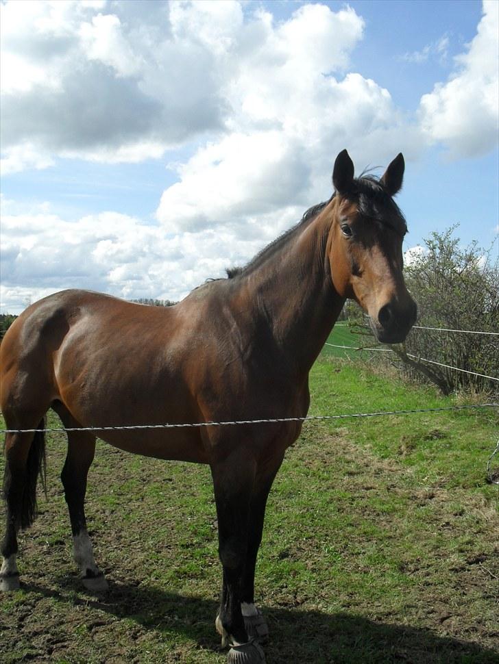 Dansk Varmblod Heinsgårdens Athena R.I.P billede 1