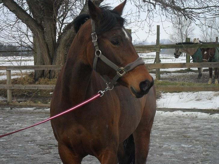 Dansk Varmblod Heinsgårdens Athena R.I.P billede 2