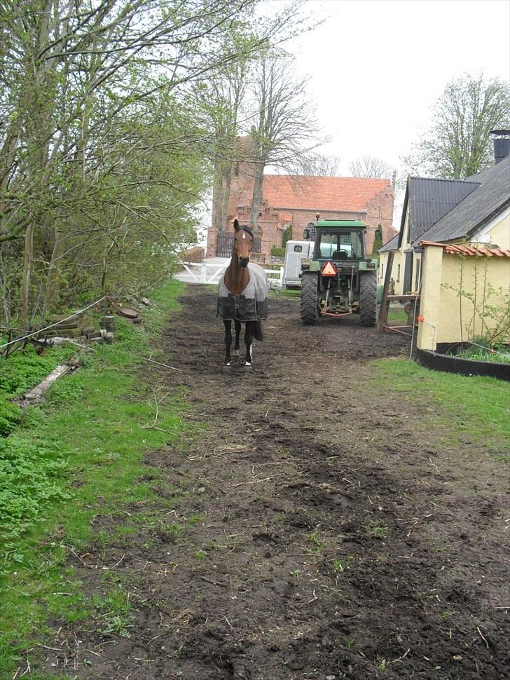 Dansk Varmblod Heinsgårdens Athena R.I.P billede 5