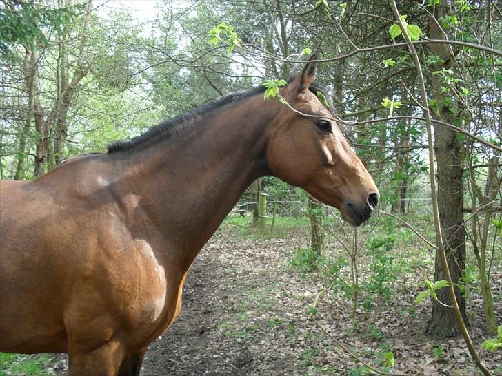 Dansk Varmblod Heinsgårdens Athena R.I.P billede 7