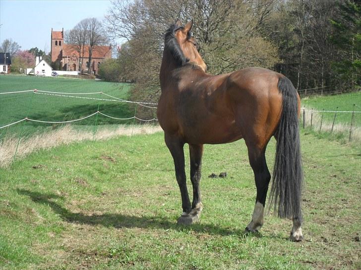 Dansk Varmblod Heinsgårdens Athena R.I.P billede 8