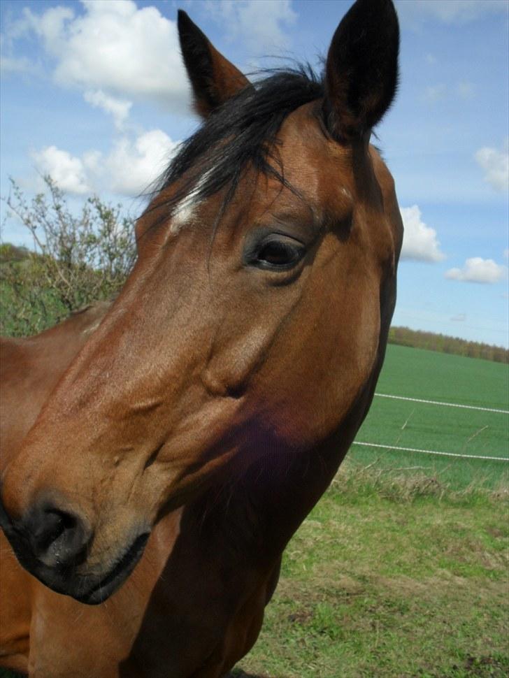 Dansk Varmblod Heinsgårdens Athena R.I.P billede 9