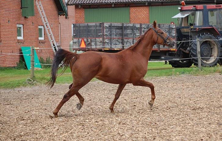 Oldenborg LINETTE HÆRUP - 8: NYT. 6. sept. Lækker blæremås. billede 8