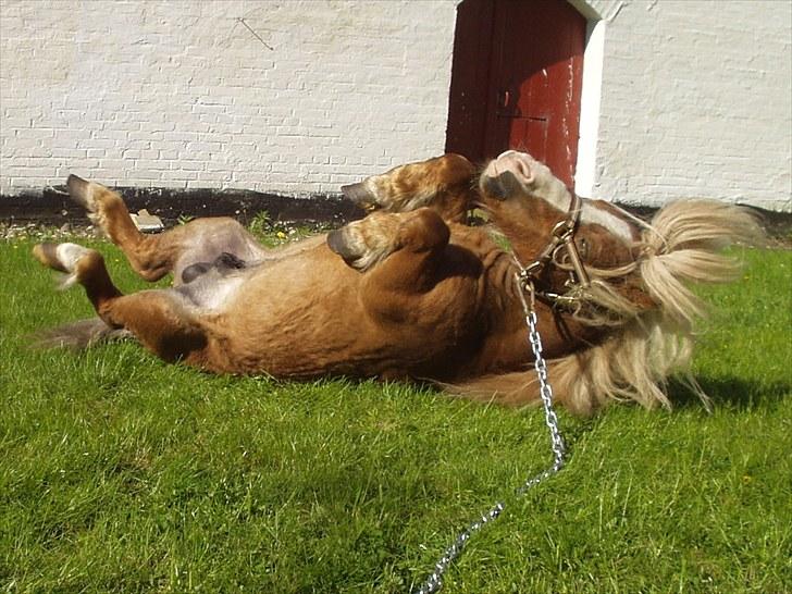 Shetlænder Pickwick - Man kan godt vænne sig til det nye liv som pensionist. billede 8
