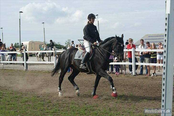 Dansk Varmblod SAZKIBARD S - det er janini der har taget det billede 13