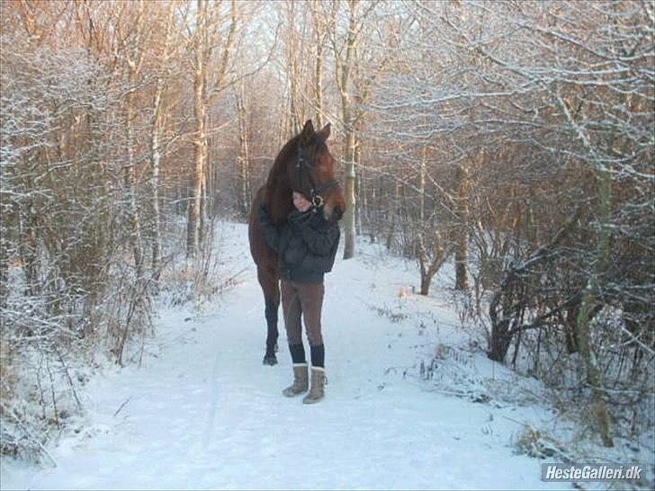 Dansk Varmblod Wolhøjgaards Cati - en tur i skoven, med Prinsessen :o)<3. billede 7