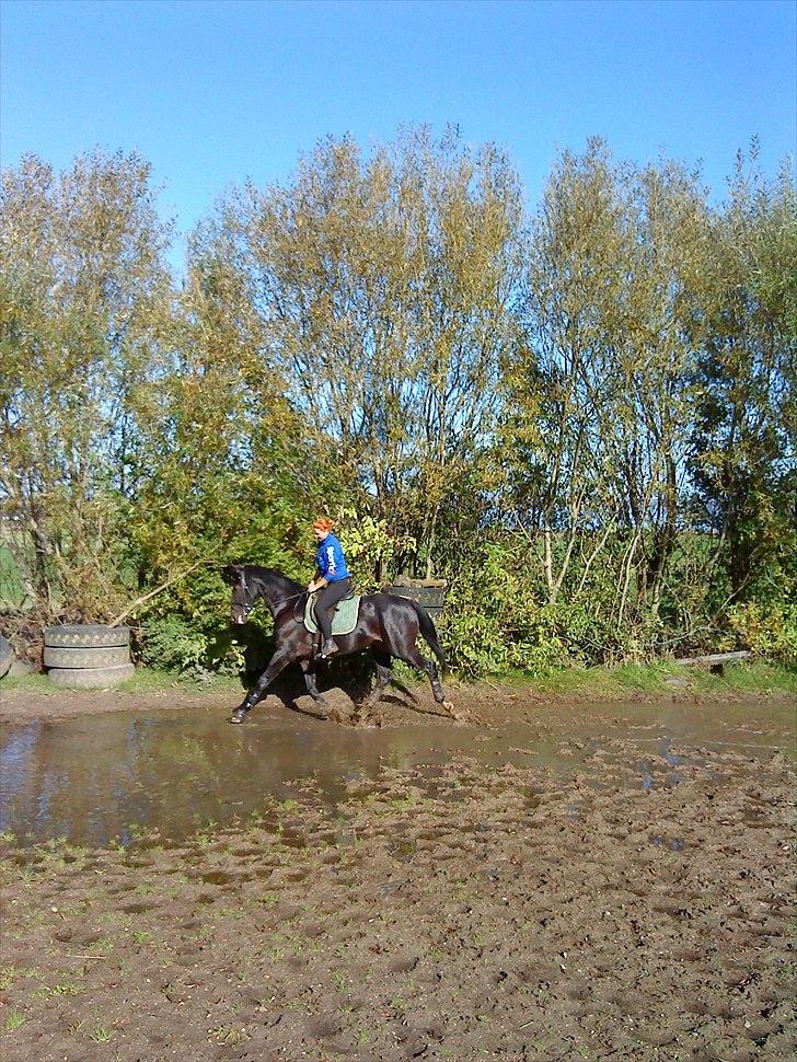 Dansk Varmblod SAZKIBARD S - det er janini der har taget det billede 14