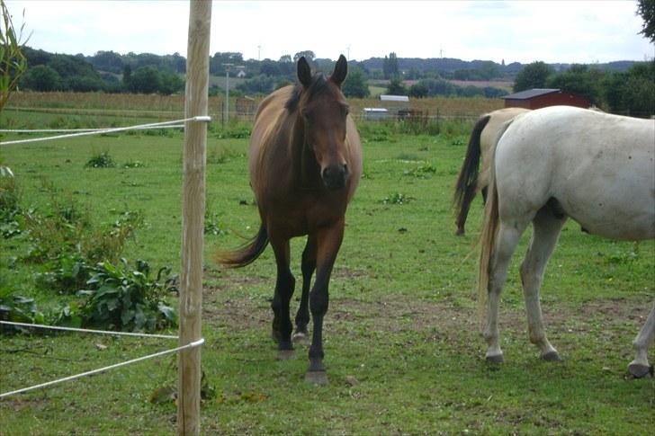 Dansk Varmblod Wolhøjgaards Cati - Hun kommer altid når hun ser mig:-*. Jeg elsker den hest!!!<3. billede 8