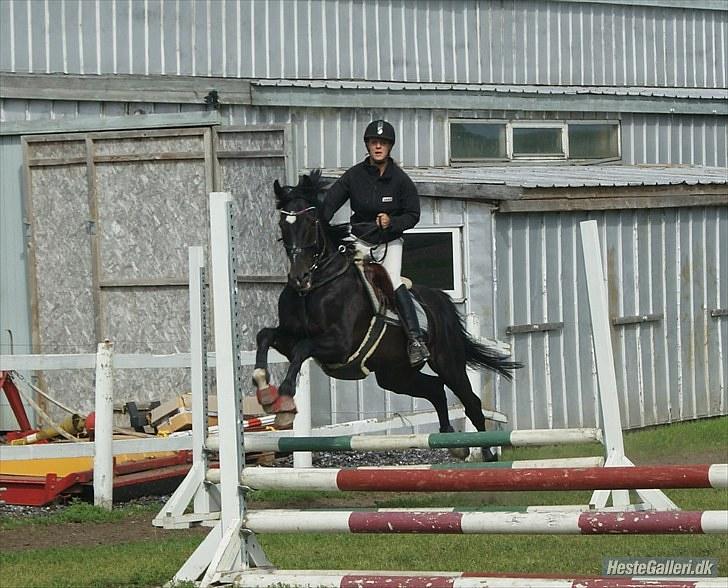 Dansk Varmblod SAZKIBARD S - det er janini der har taget det billede 15