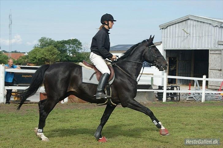 Dansk Varmblod SAZKIBARD S - det er janini der har taget det billede 16